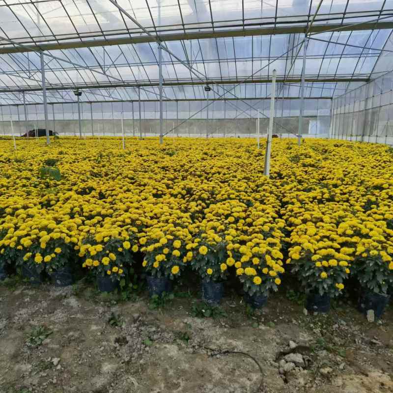 湖南长沙国庆菊，基地供应质量保证，可视频现场欢迎来电