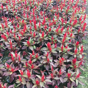 湖南长沙鸡冠花，基地供应质量保证，可视频现场欢迎来电