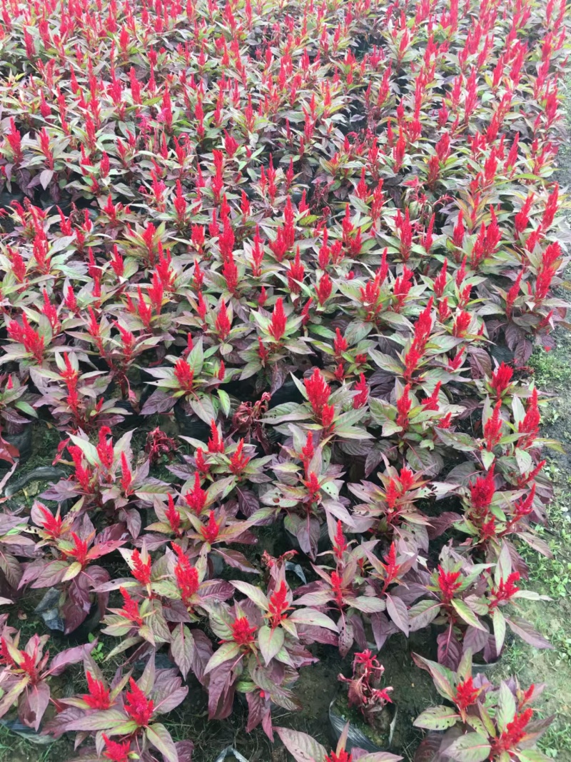 湖南长沙鸡冠花，基地供应质量保证，可视频现场欢迎来电
