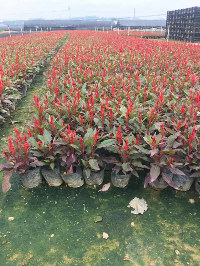 湖南长沙鸡冠花，基地供应质量保证，可视频现场欢迎来电