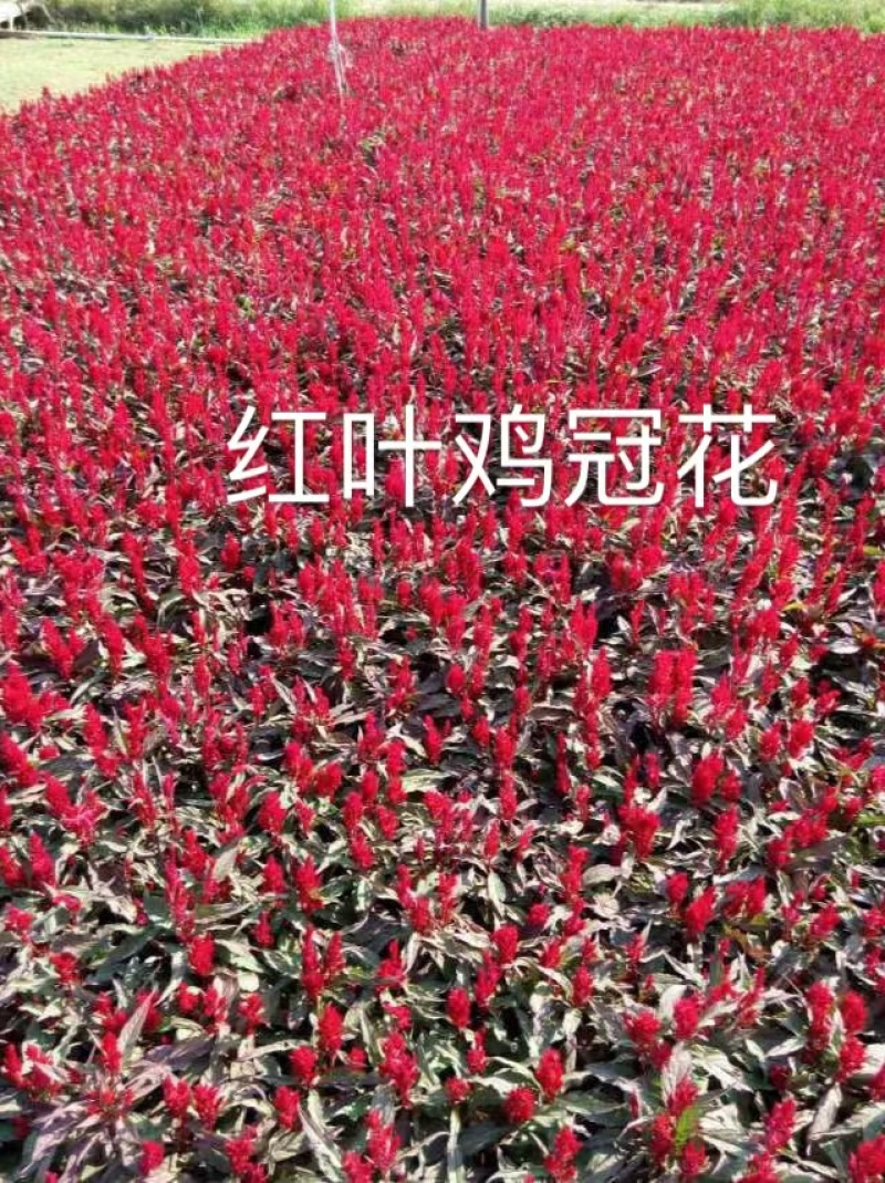 湖南长沙鸡冠花，基地供应质量保证，可视频现场欢迎来电
