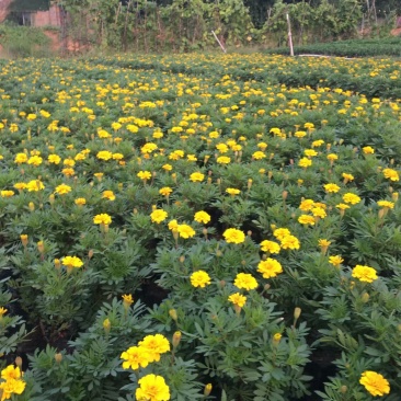 湖南长沙孔雀草，基地供应质量保证，可视频现场欢迎来电