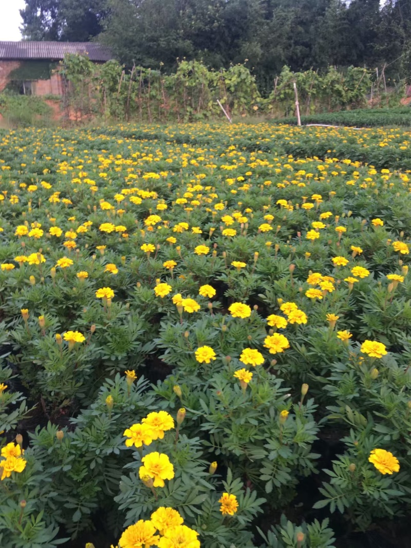 湖南长沙孔雀草，基地供应质量保证，可视频现场欢迎来电