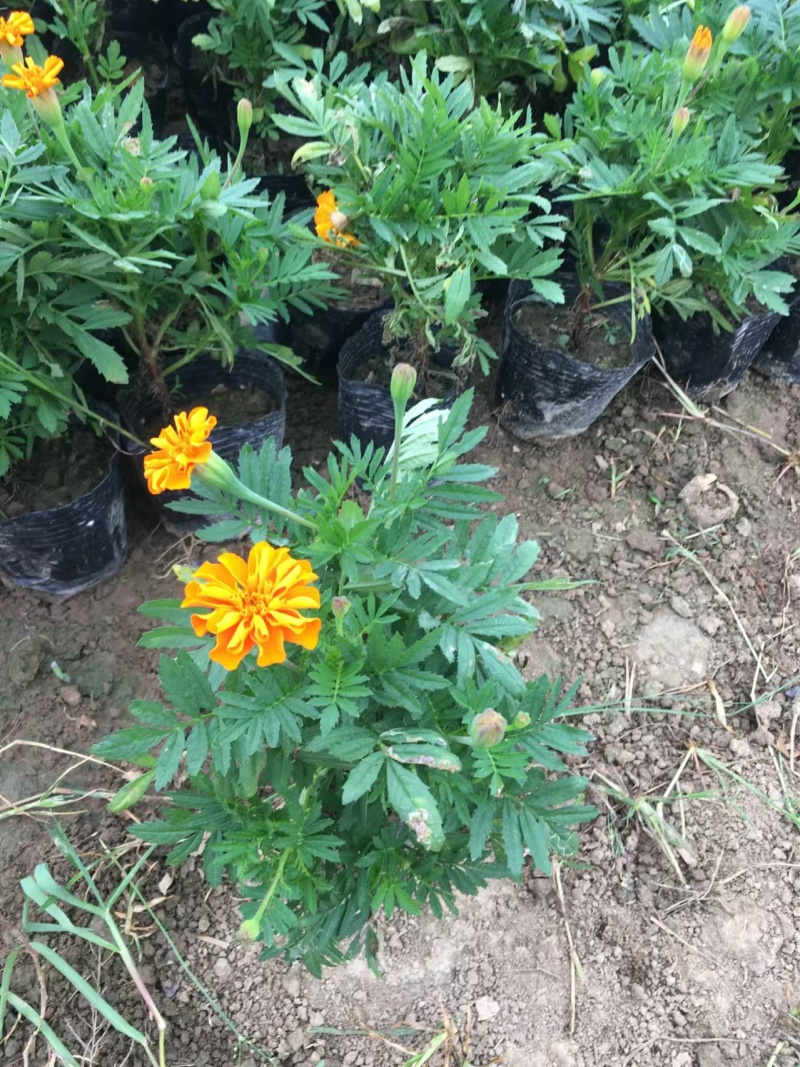 湖南长沙孔雀草，基地供应质量保证，可视频现场欢迎来电