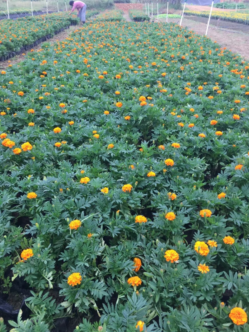 湖南长沙孔雀草，基地供应质量保证，可视频现场欢迎来电