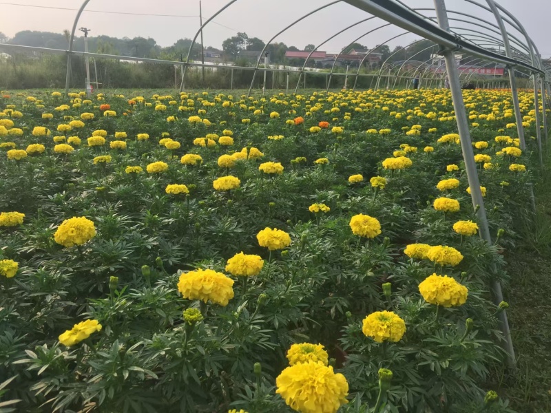 湖南长沙孔雀草，基地供应质量保证，可视频现场欢迎来电