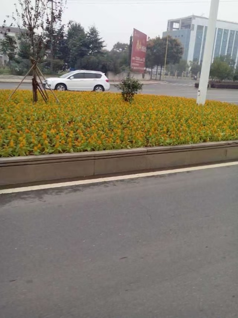 湖南长沙孔雀草，基地供应质量保证，可视频现场欢迎来电