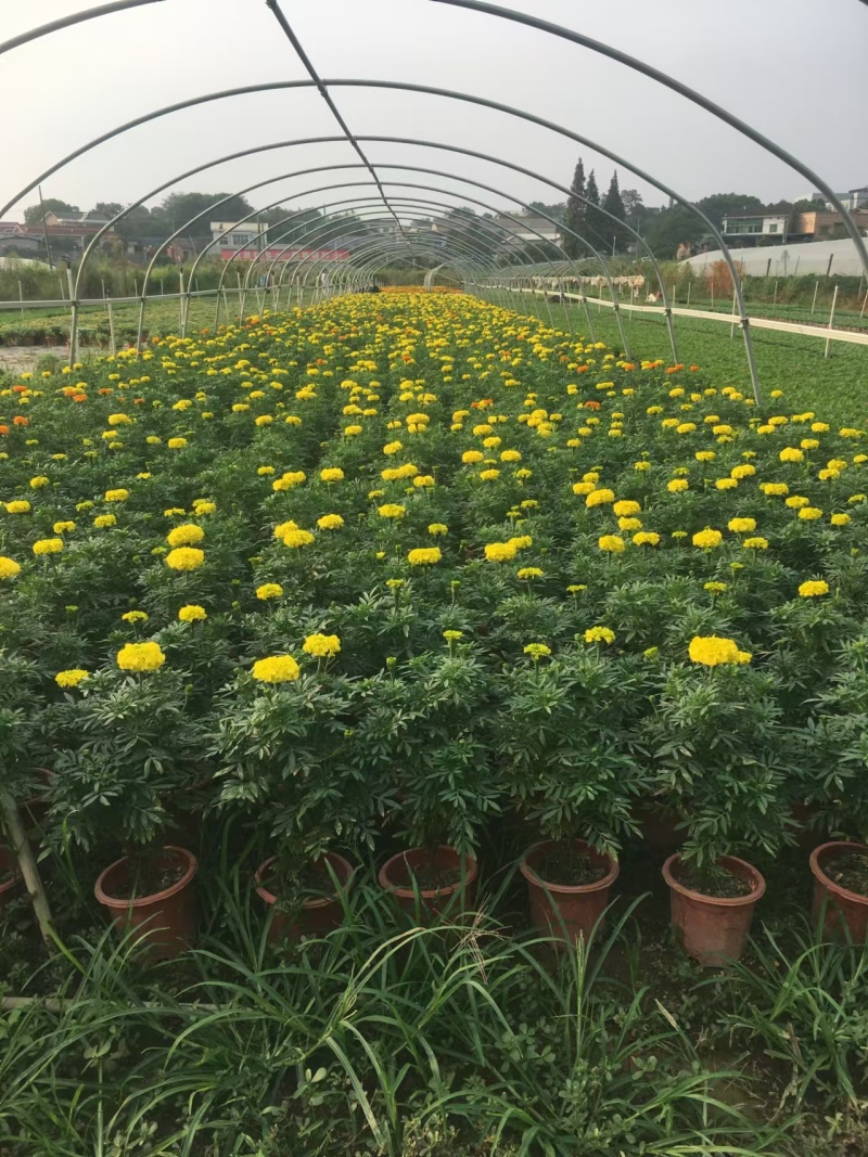 湖南长沙孔雀草，基地供应质量保证，可视频现场欢迎来电