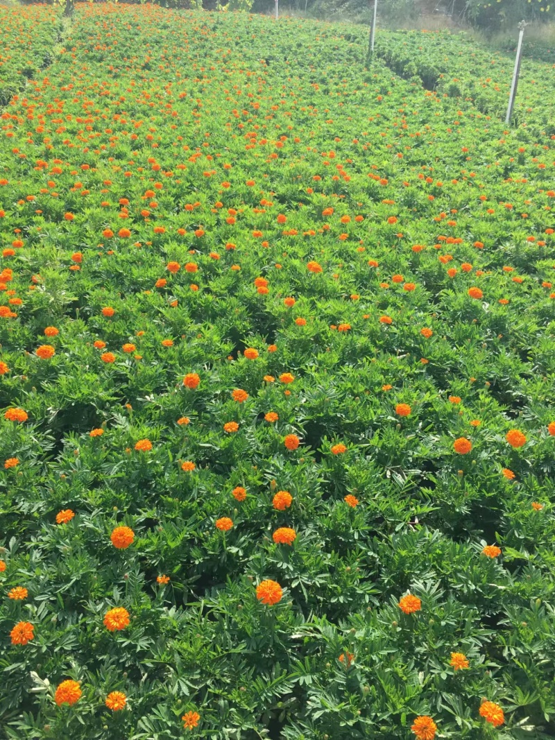 湖南长沙孔雀草，基地供应质量保证，可视频现场欢迎来电