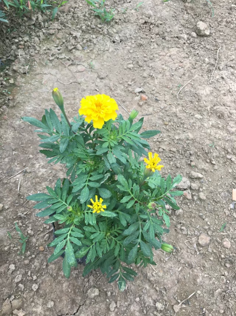 湖南长沙孔雀草，基地供应质量保证，可视频现场欢迎来电