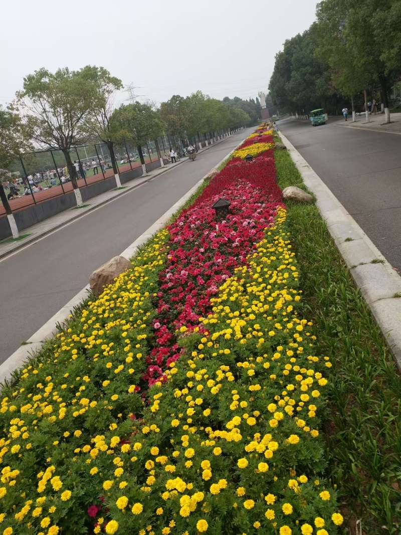 湖南长沙孔雀草，基地供应质量保证，可视频现场欢迎来电