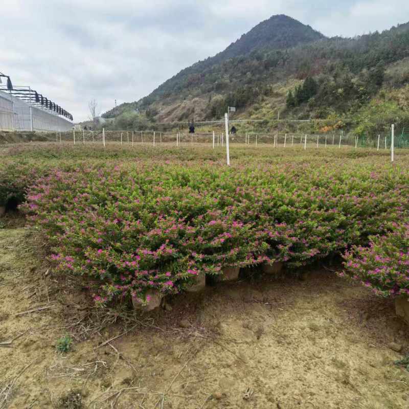 湖南长沙满天星，基地供应质量保证，可视频现场欢迎来电