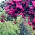 湖南长沙蔷薇，基地供应质量保证，可视频现场欢迎来电