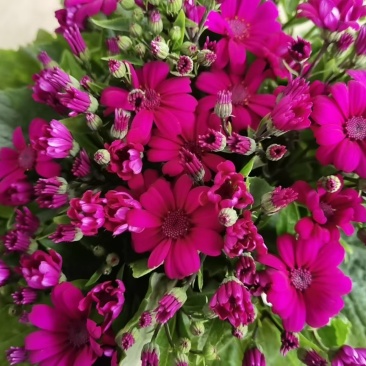 湖南长沙瓜叶菊菊，基地供应质量保证，可视频现场欢迎来电