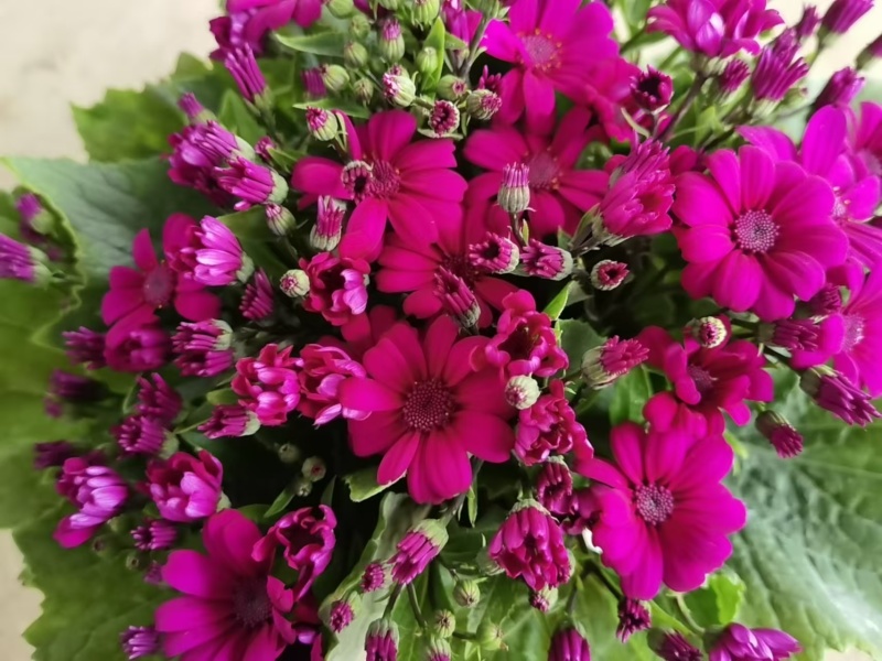 湖南长沙瓜叶菊菊，基地供应质量保证，可视频现场欢迎来电