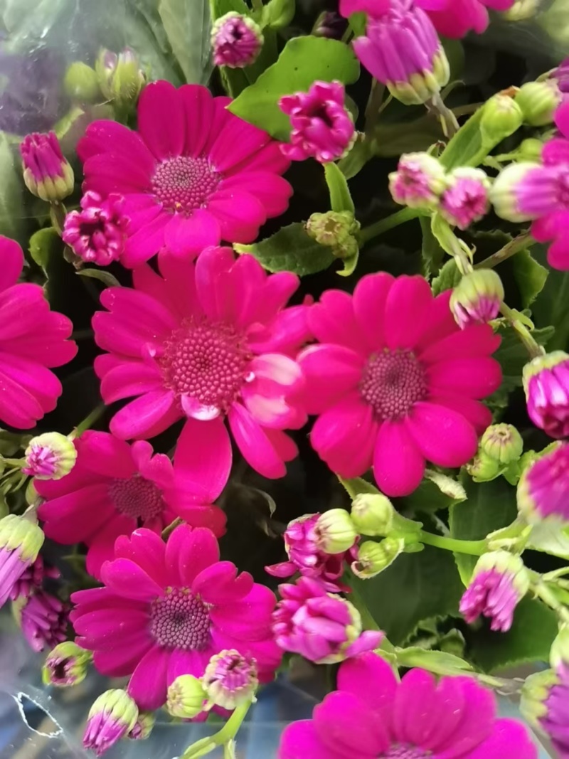 湖南长沙瓜叶菊菊，基地供应质量保证，可视频现场欢迎来电