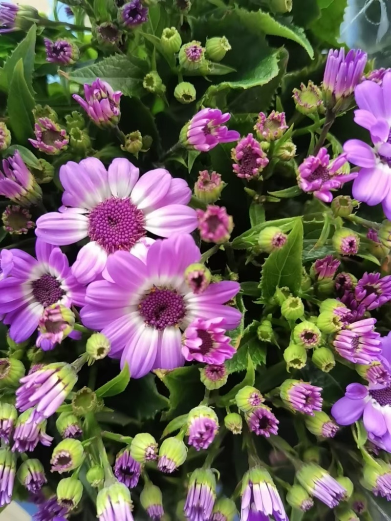 湖南长沙瓜叶菊菊，基地供应质量保证，可视频现场欢迎来电