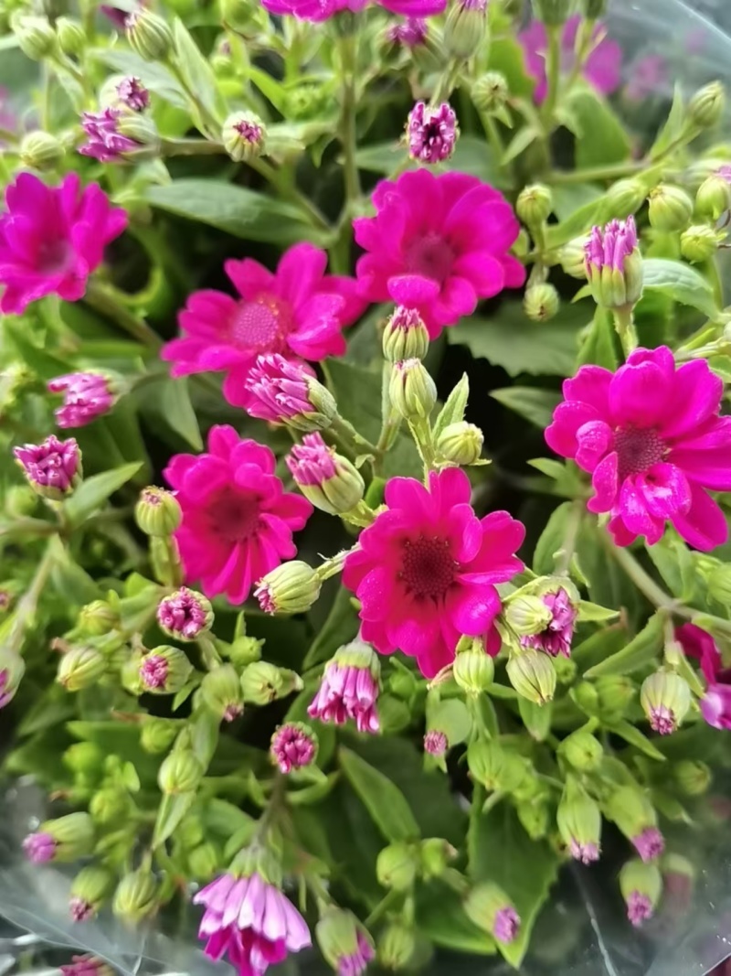 湖南长沙瓜叶菊菊，基地供应质量保证，可视频现场欢迎来电