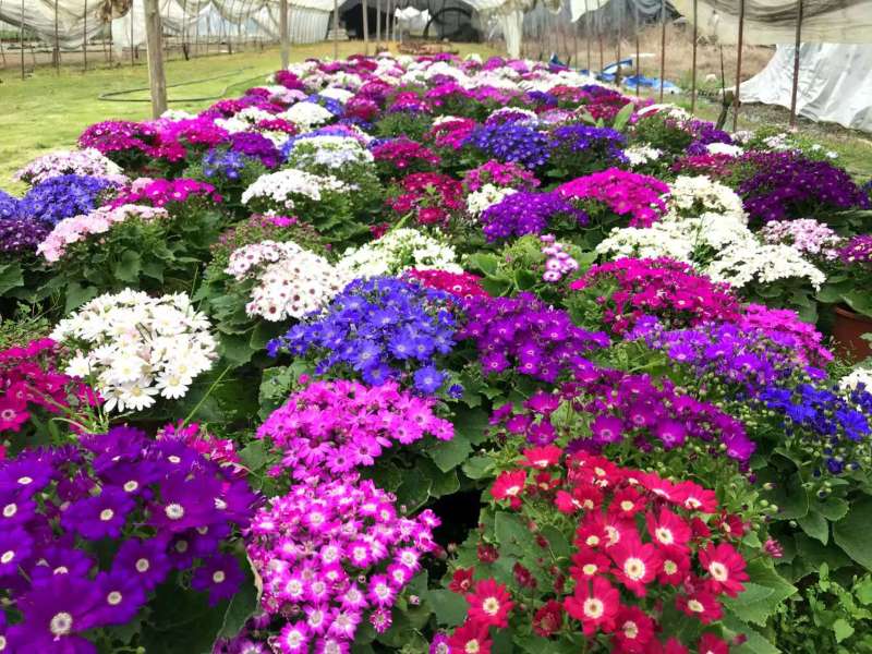 湖南长沙瓜叶菊菊，基地供应质量保证，可视频现场欢迎来电