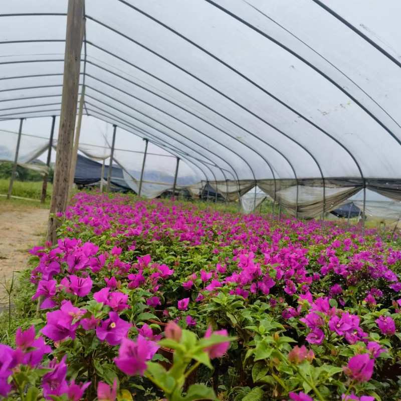 湖南长沙三角梅，基地供应质量保证，可视频现场欢迎来电