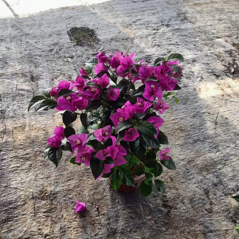 湖南长沙三角梅，基地供应质量保证，可视频现场欢迎来电