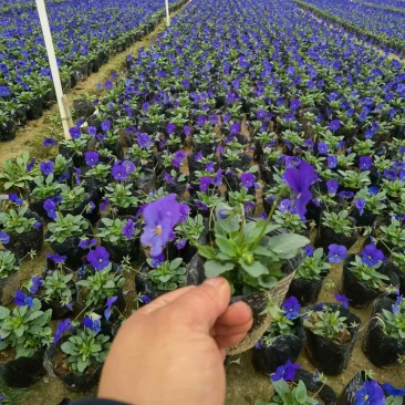 湖南长沙三色堇角堇基地供应质量保证，可视频现场欢迎来电