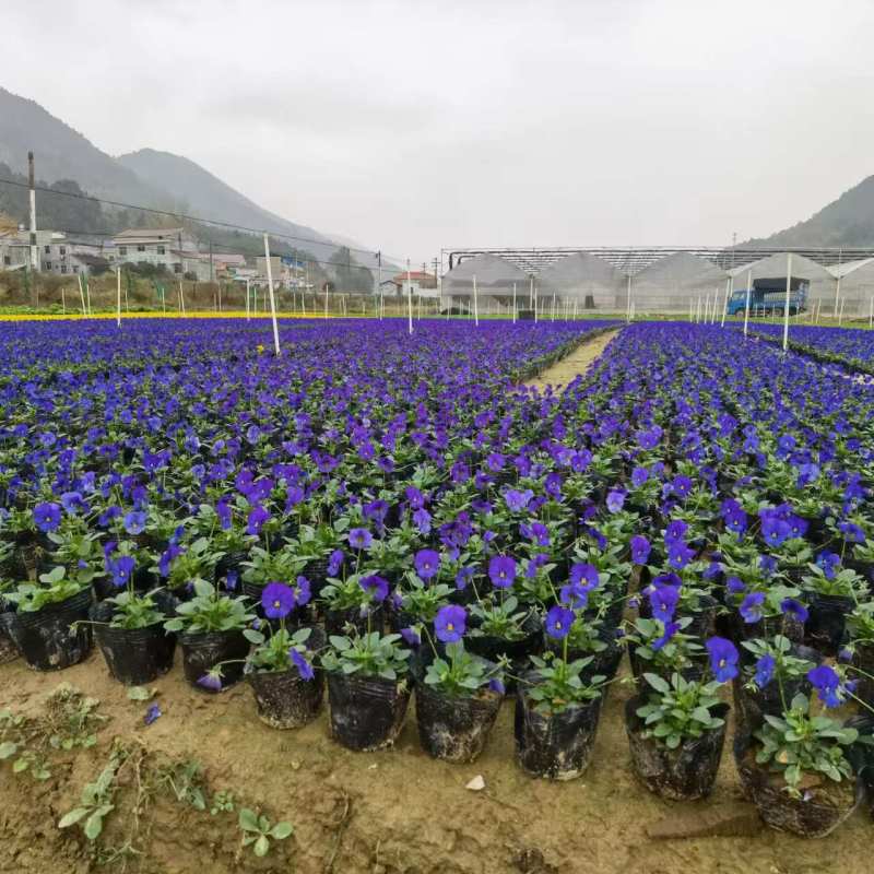湖南长沙三色堇角堇基地供应质量保证，可视频现场欢迎来电