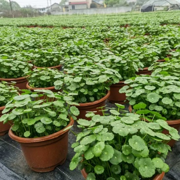 湖南长沙铜钱草，基地供应质量保证，可视频现场欢迎来电