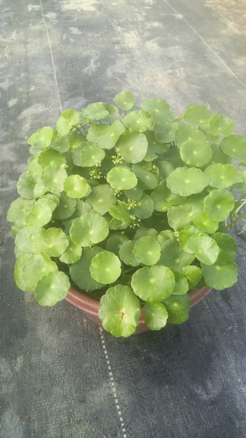 湖南长沙铜钱草，基地供应质量保证，可视频现场欢迎来电