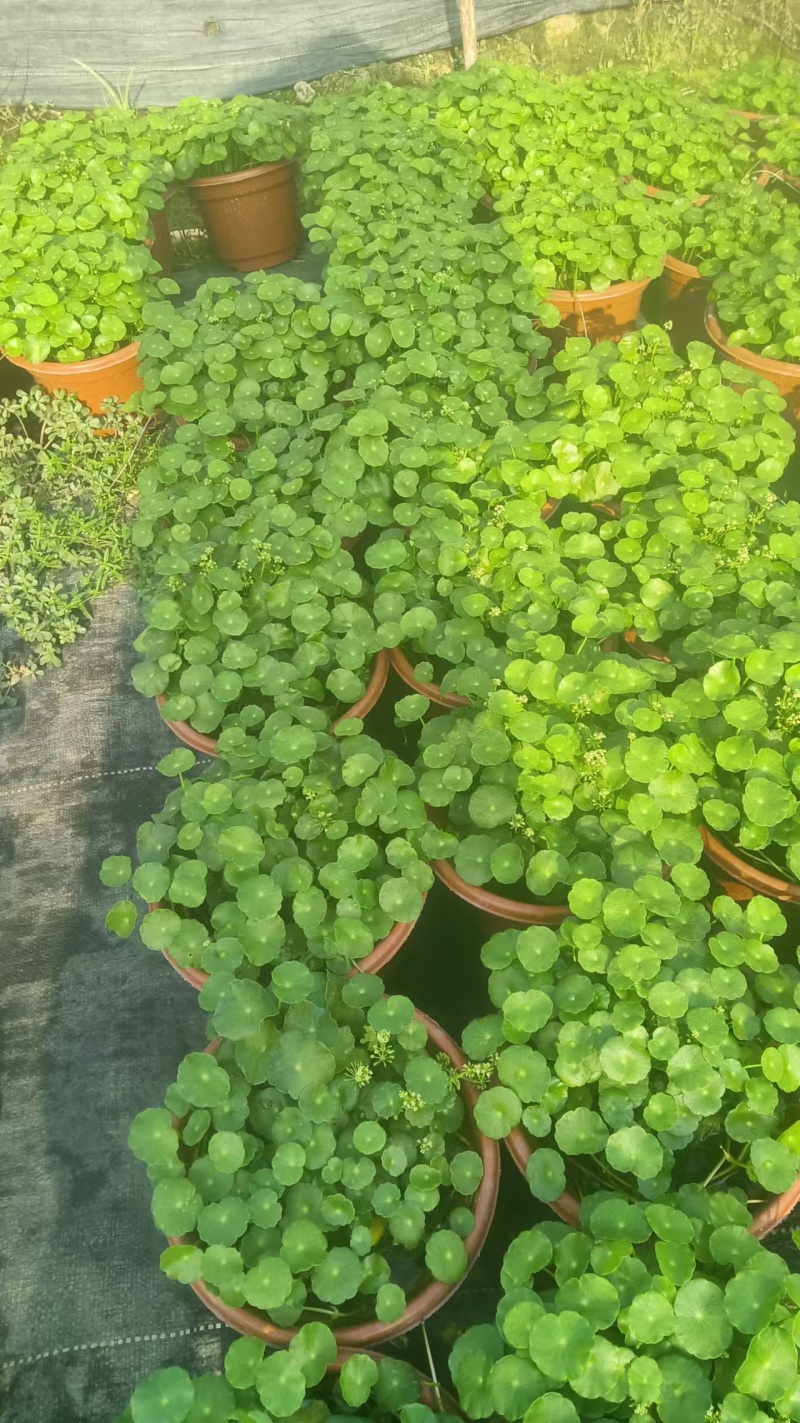 湖南长沙铜钱草，基地供应质量保证，可视频现场欢迎来电