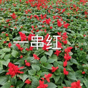 湖南长沙一串红，基地供应质量保证，可视频现场欢迎来电