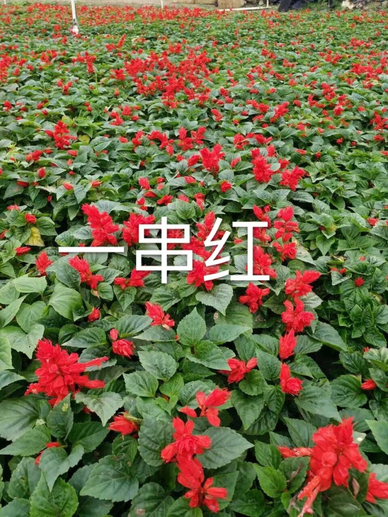 湖南长沙一串红，基地供应质量保证，可视频现场欢迎来电