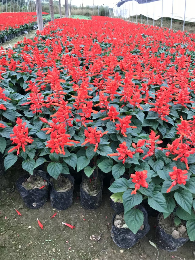 湖南长沙一串红，基地供应质量保证，可视频现场欢迎来电