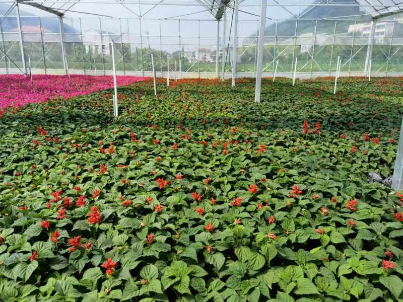 湖南长沙一串红，基地供应质量保证，可视频现场欢迎来电