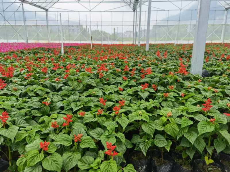 湖南长沙一串红，基地供应质量保证，可视频现场欢迎来电