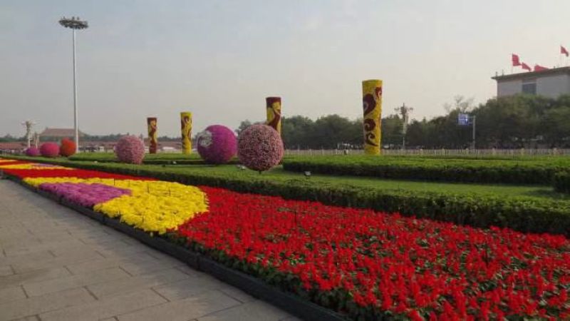 湖南长沙一串红，基地供应质量保证，可视频现场欢迎来电