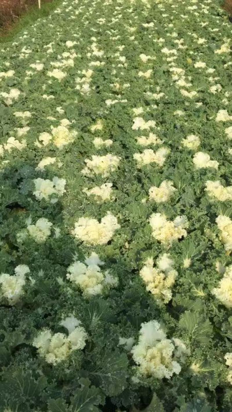 湖南长沙羽衣甘蓝，基地供应质量保证，可视频现场欢迎来电