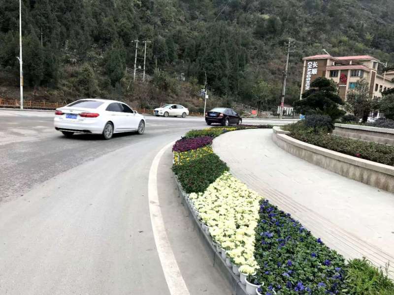 湖南长沙羽衣甘蓝，基地供应质量保证，可视频现场欢迎来电