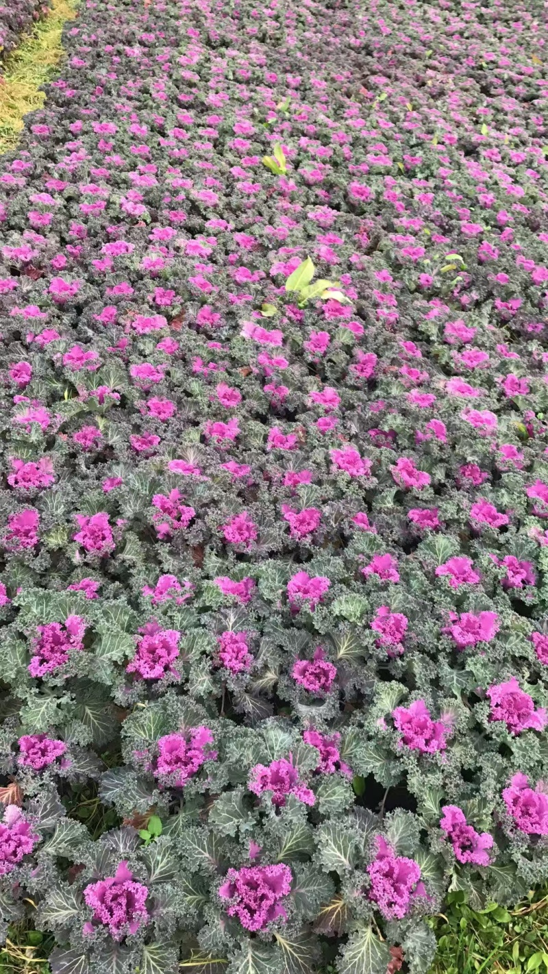 湖南长沙羽衣甘蓝，基地供应质量保证，可视频现场欢迎来电