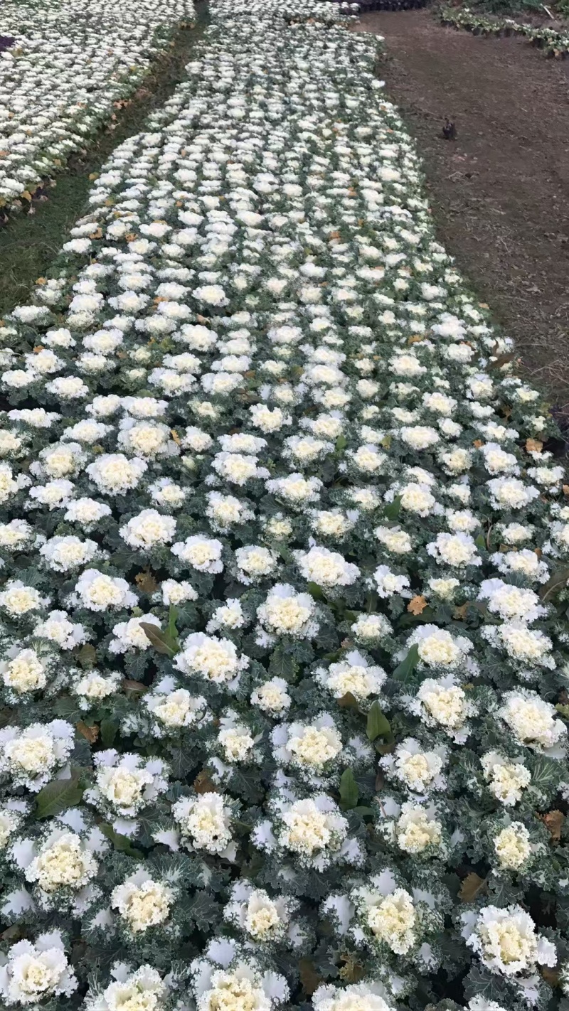 湖南长沙羽衣甘蓝，基地供应质量保证，可视频现场欢迎来电