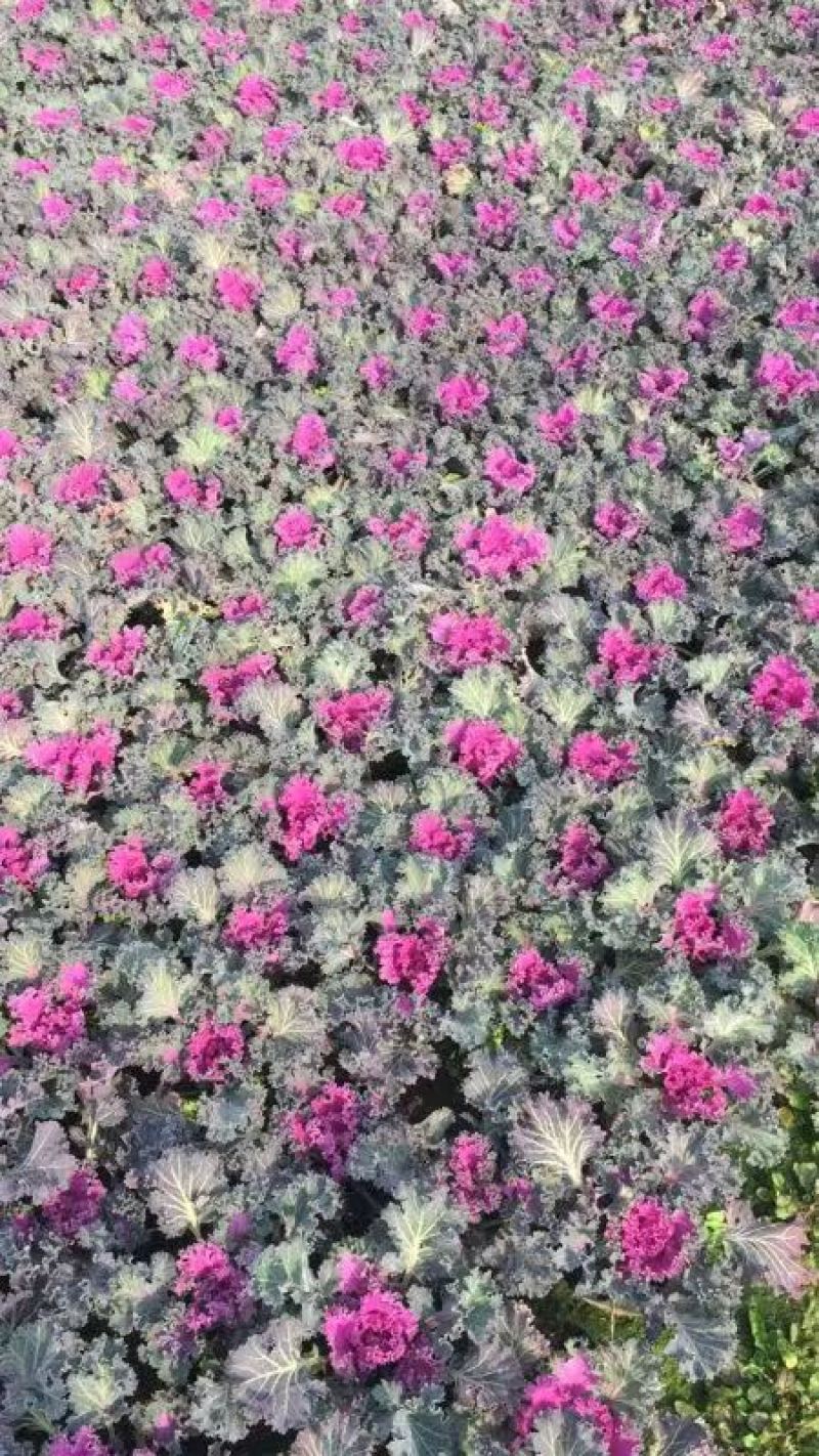 湖南长沙羽衣甘蓝，基地供应质量保证，可视频现场欢迎来电
