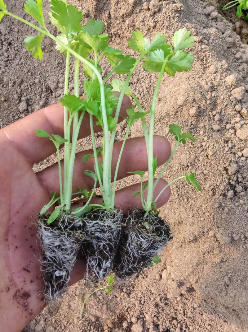 精品芹菜苗产地直发成活率高支持视频看货欢迎来电洽谈