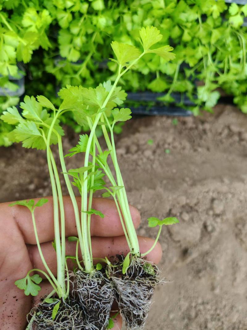芹菜苗大量供应产地直发价格优惠品质保证欢迎来电