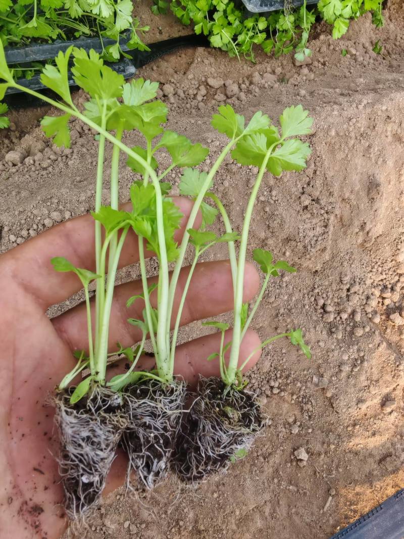 芹菜苗大量供应产地直发价格优惠品质保证欢迎来电