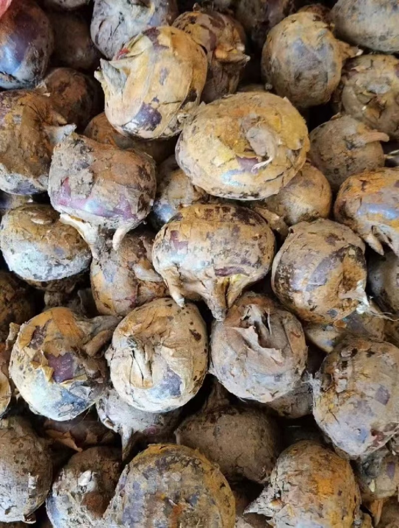 广西荸荠-可对接电商-支持视频看货13个左右一斤