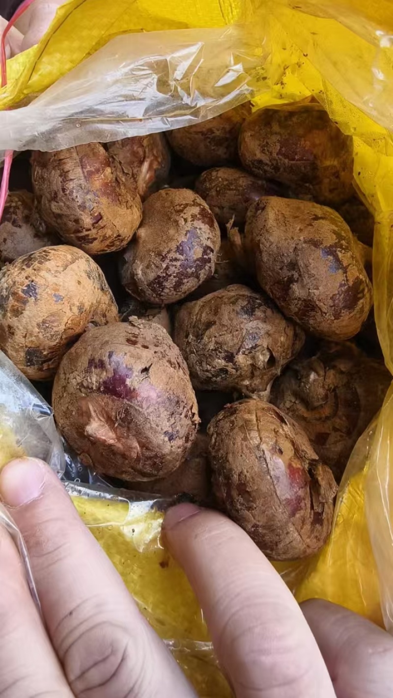 广西荸荠-产地直发-价格优惠-可对接电商