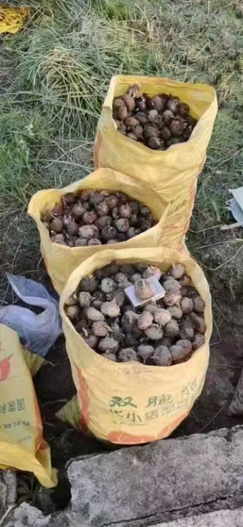 广西荸荠-产地直发-价格优惠-可对接电商