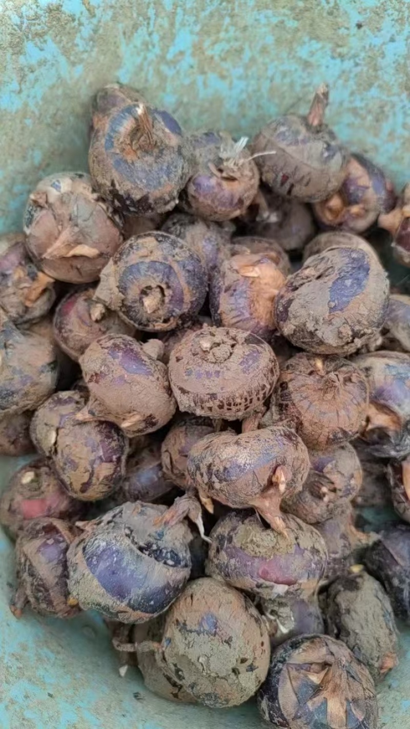 广西荸荠-产地直发-价格优惠-可对接电商