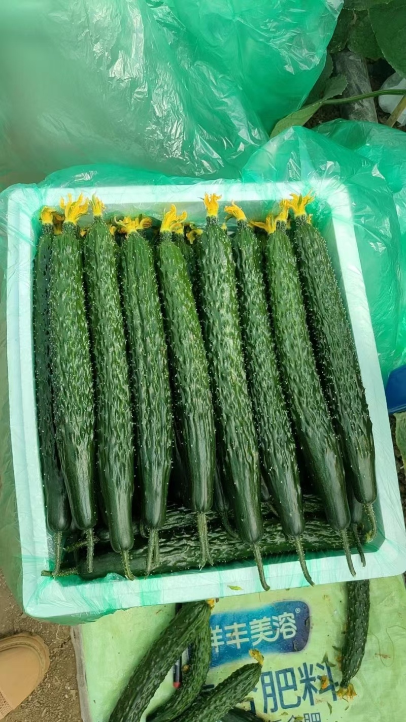 【实力推荐】密刺黄瓜云南精品黄瓜产地直发一手货源