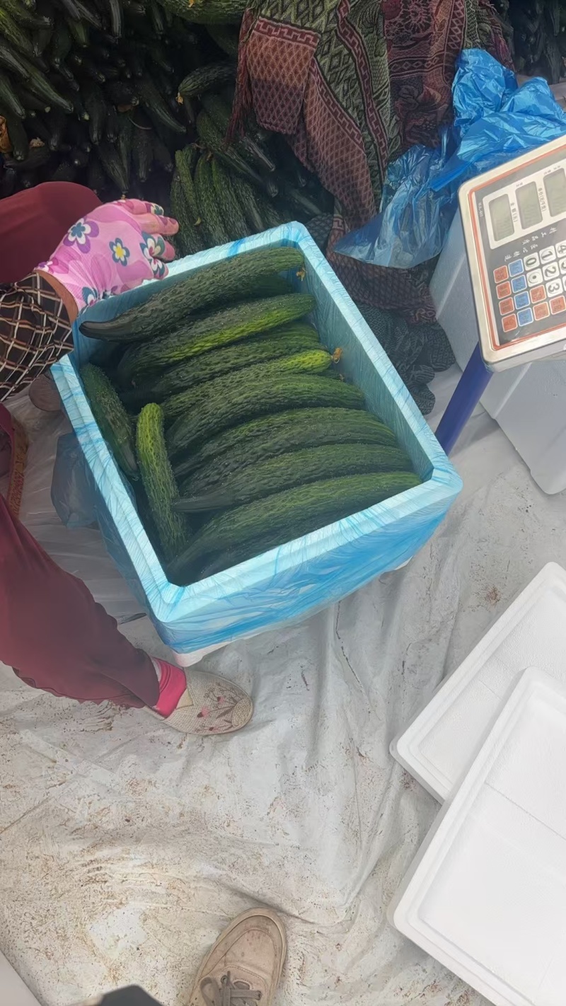 密刺黄瓜云南新鲜黄瓜顶花带刺电商市场商超